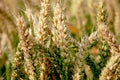 Wheat on a field Royalty Free Stock Photo