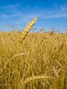 Wheat Field