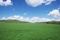 Wheat field.