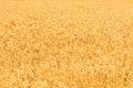 Wheat field Royalty Free Stock Photo