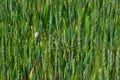 Wheat field Royalty Free Stock Photo