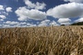 Wheat field