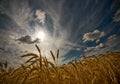 Wheat field