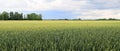 Wheat field Royalty Free Stock Photo