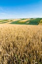 Wheat field Royalty Free Stock Photo