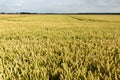 Wheat field