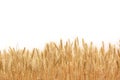 Wheat field Royalty Free Stock Photo