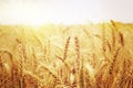 Wheat Field. Ears of golden wheat close up. Royalty Free Stock Photo