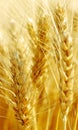 Wheat field. Royalty Free Stock Photo