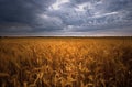 Wheat Field