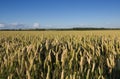 Wheat Field Royalty Free Stock Photo