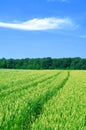 Wheat field Royalty Free Stock Photo