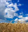 Wheat field