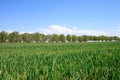 Wheat field.