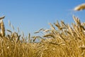 Wheat field Royalty Free Stock Photo