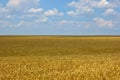 Wheat field Royalty Free Stock Photo