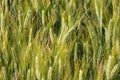 Wheat field Royalty Free Stock Photo