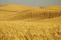 Wheat field 5 Royalty Free Stock Photo