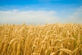 Wheat field