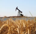 Wheat field Royalty Free Stock Photo