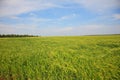 Wheat field