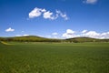 Wheat field.