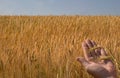 Wheat Field Royalty Free Stock Photo