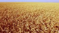 Wheat field. Aerial drone view. Wheat ears close up on sunny day. Royalty Free Stock Photo