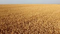 Wheat field. Aerial drone view. Wheat ears close up on sunny day. Royalty Free Stock Photo