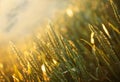 Wheat field in the afternoon Royalty Free Stock Photo