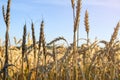 Wheat field against the blue sky, wheat ears close-up. harvest season concept Royalty Free Stock Photo