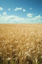 Wheat field against a blue sky. Harvest and food concept. Royalty Free Stock Photo