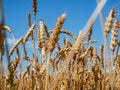 Wheat field against a blue sky with sun. Golden Ears wheat. Head full grains close up. Concept of the rich harvest Royalty Free Stock Photo