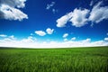 Wheat field against blue sky with white clouds. Agriculture scene Royalty Free Stock Photo