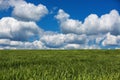 Wheat field against blue sky with white clouds. Agriculture scen Royalty Free Stock Photo