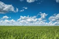 Wheat field against blue sky with white clouds. Agriculture scene Royalty Free Stock Photo