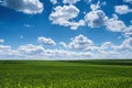 Wheat field against blue sky with white clouds. Agriculture scene Royalty Free Stock Photo