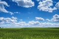 Wheat field against blue sky with white clouds. Agriculture scene Royalty Free Stock Photo