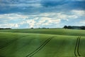 Wheat field against blue sky with white clouds Royalty Free Stock Photo