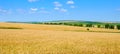 Wheat field against a blue sky. Wide photo Royalty Free Stock Photo