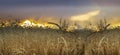 Wheat field against the evening sky with dramatic clouds and bright sunlight at sunset Royalty Free Stock Photo