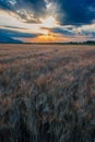 Wheat field against golden sunset Royalty Free Stock Photo