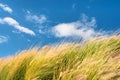Wheat field against skies on windy day Royalty Free Stock Photo