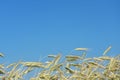 Wheat field against vibrant blue sky Royalty Free Stock Photo