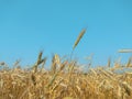 Wheat field against vibrant blue sky Royalty Free Stock Photo