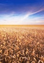 Wheat, field and agriculture with clouds in sky for wellness, nature and countryside for harvest. Grass, straw and