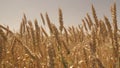 wheat field. agriculture concept. farming field farm growing ear grain seed. slow motion summer land plantation. outdoor Royalty Free Stock Photo