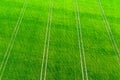 Field. Agriculture. Green field background. Wheat field aerial view.