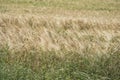 a wheat field in agriculture Royalty Free Stock Photo