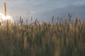 a wheat field in agriculture Royalty Free Stock Photo